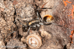 Polyrhachis brisbanensis