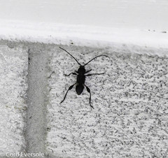 Physocnemum brevilineum