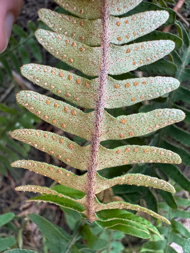 Pleopeltis polypodioides, photograph 3