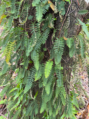 Pleopeltis polypodioides, photograph (c) Matteo Bellucci, some rights reserved (CC BY)