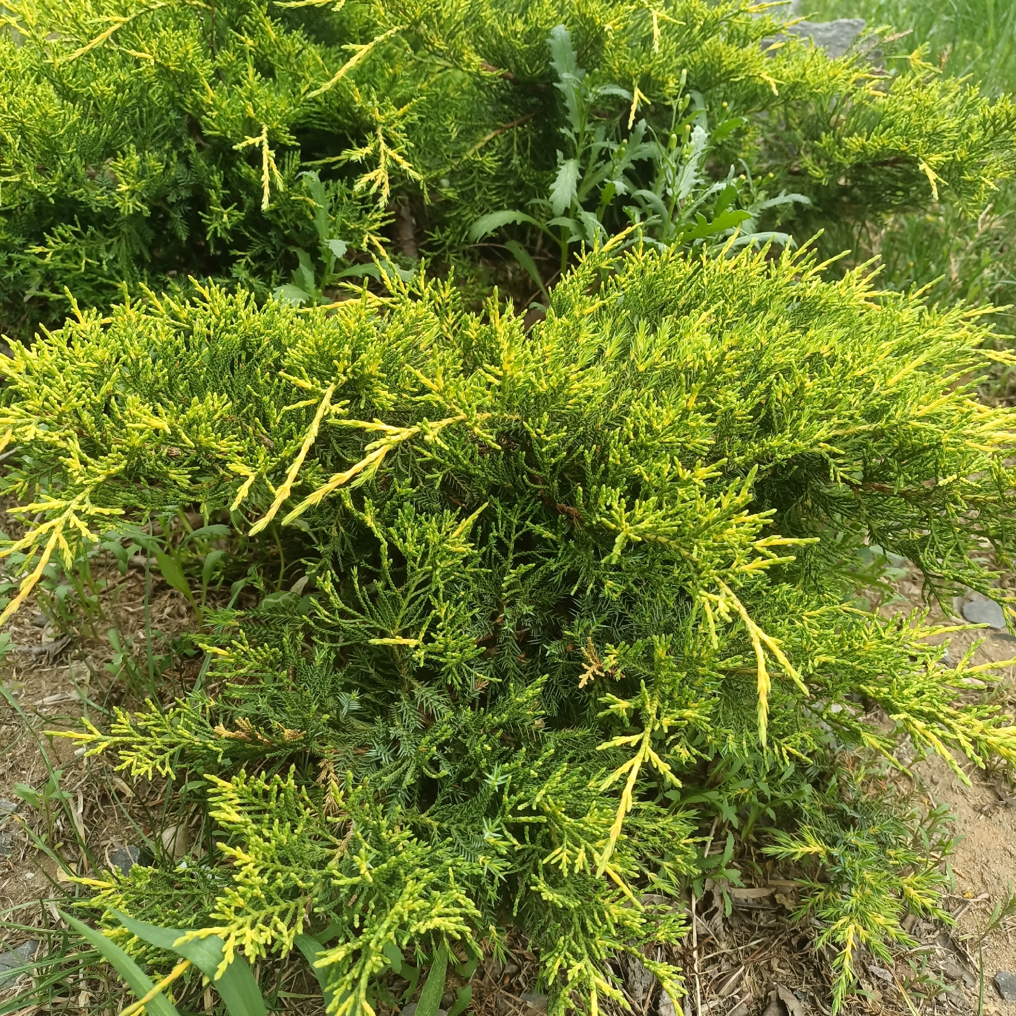 Pfitzer juniper