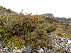 Dracophyllum trimorphum