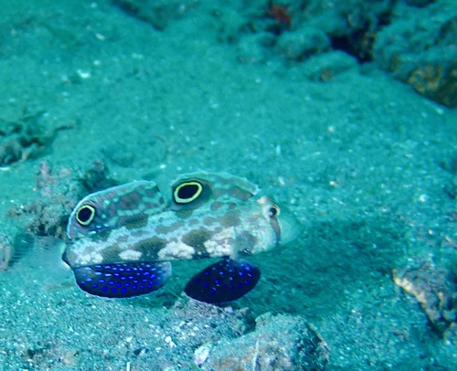 Signigobius biocellatus observed 2026-05-21