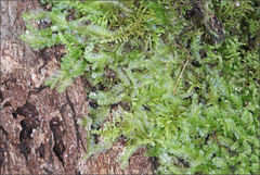 Lophocolea semiteres