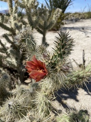 Cylindropuntia sanfelipensis