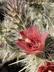 Cylindropuntia sanfelipensis
