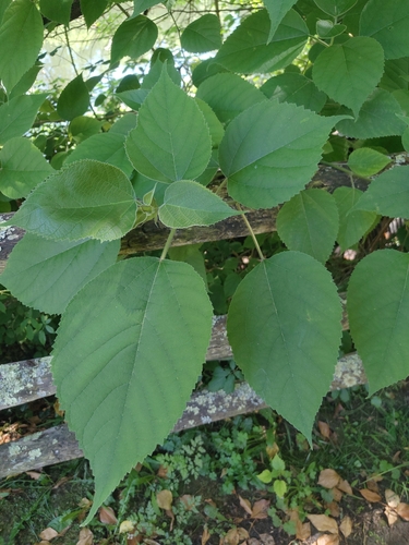 Paper mulberry