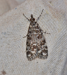 Scoparia exhibitalis