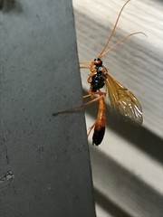 Opheltes glaucopterus barberi