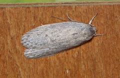 Agriophara cinderella