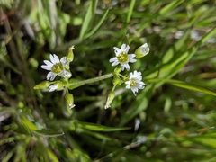 Cerastium brachypodum