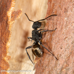 Polyrhachis erato
