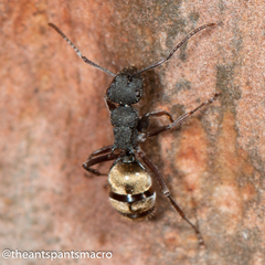 Polyrhachis erato