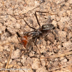 Iridomyrmex rubriceps