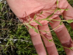 Cerastium brachypodum