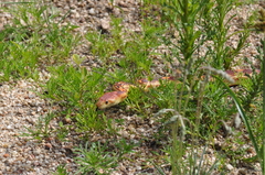 Pituophis vertebralis