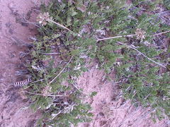 Cymopterus sessiliflorus