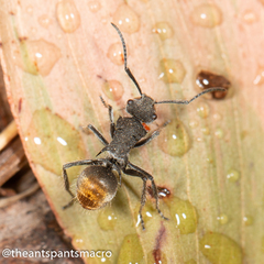 Polyrhachis vermiculosa