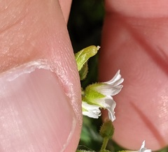 Cerastium brachypodum