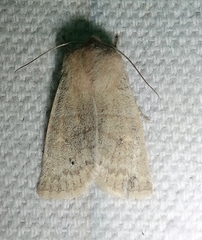 Xylenini