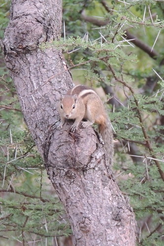 Funambulus palmarum