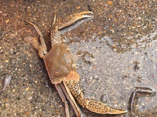 Charybdis truncata