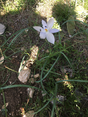 Nemastylis geminiflora