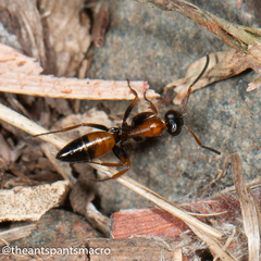 Opisthopsis picta