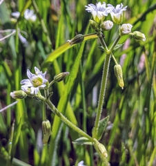 Cerastium brachypodum