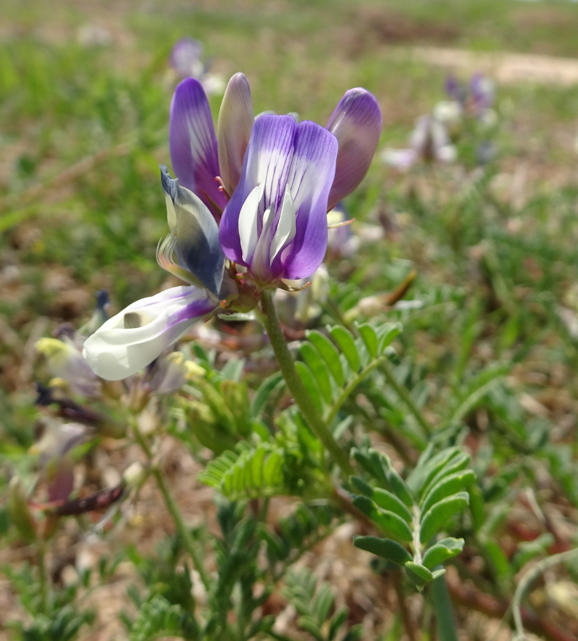 Astragalus lindheimeri