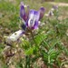 Astragalus lindheimeri - Photo 由 Vincent Giglio 所上傳的 (c) Vincent Giglio，保留部份權利CC BY-NC