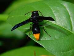 Synagris analis