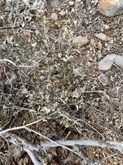 Menodora scabra