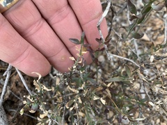 Menodora scabra