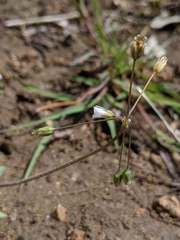 Cerastium texanum