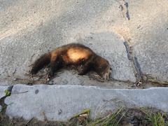 Mustela putorius