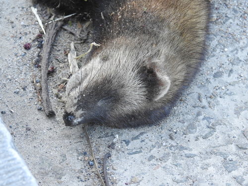 Mustela putorius