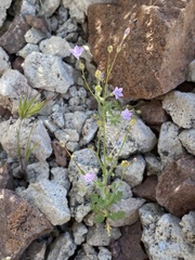 Gilia scopulorum