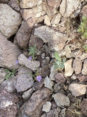 Gilia scopulorum