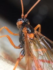 Opheltes glaucopterus barberi