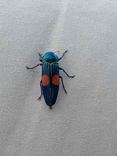 Strigoptera bimaculata
