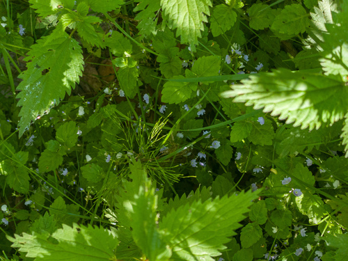 Wood Speedwell