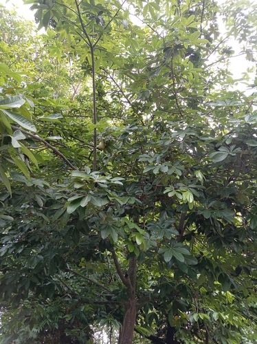saba nut tree