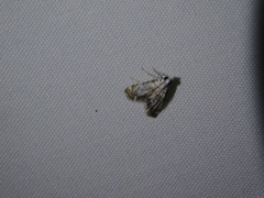 Eoparargyractis