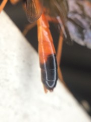 Opheltes glaucopterus barberi