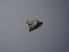 Eoparargyractis