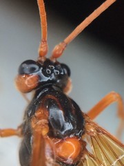 Opheltes glaucopterus barberi