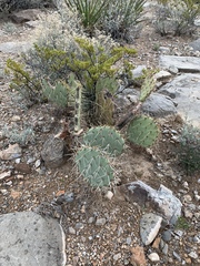 Opuntia arizonica