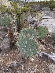 Opuntia arizonica