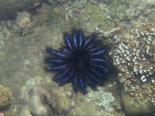 Long-spined Crown-of-Thorns